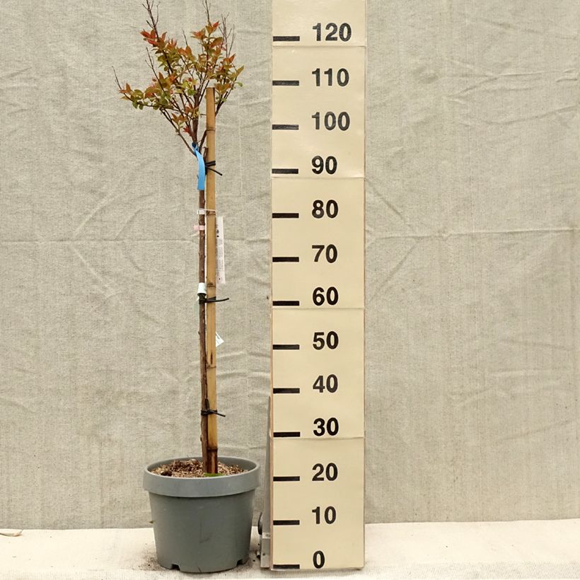 Amostra de Árvore-de-júpiter Eveline - Lagerstroemia indica Vaso de 7,5 L/10 L tal como entregue na primavera