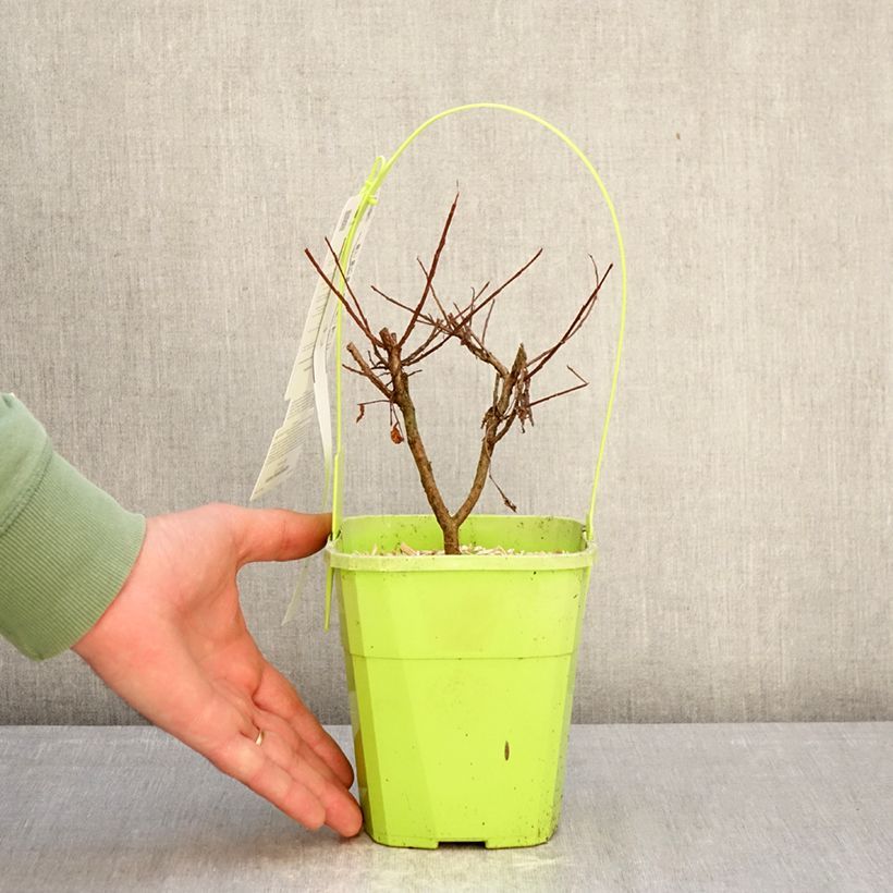 Amostra de Árvore-de-júpiter Girl With Love - Lagerstroemia indica Vaso de 2 L/3 L tal como entregue no inverno