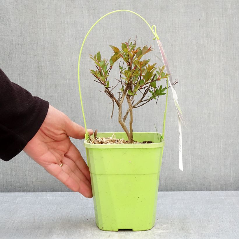 Amostra de Árvore-de-júpiter Girl With Love - Lagerstroemia indica Vaso de 2 L/3 L tal como entregue na primavera