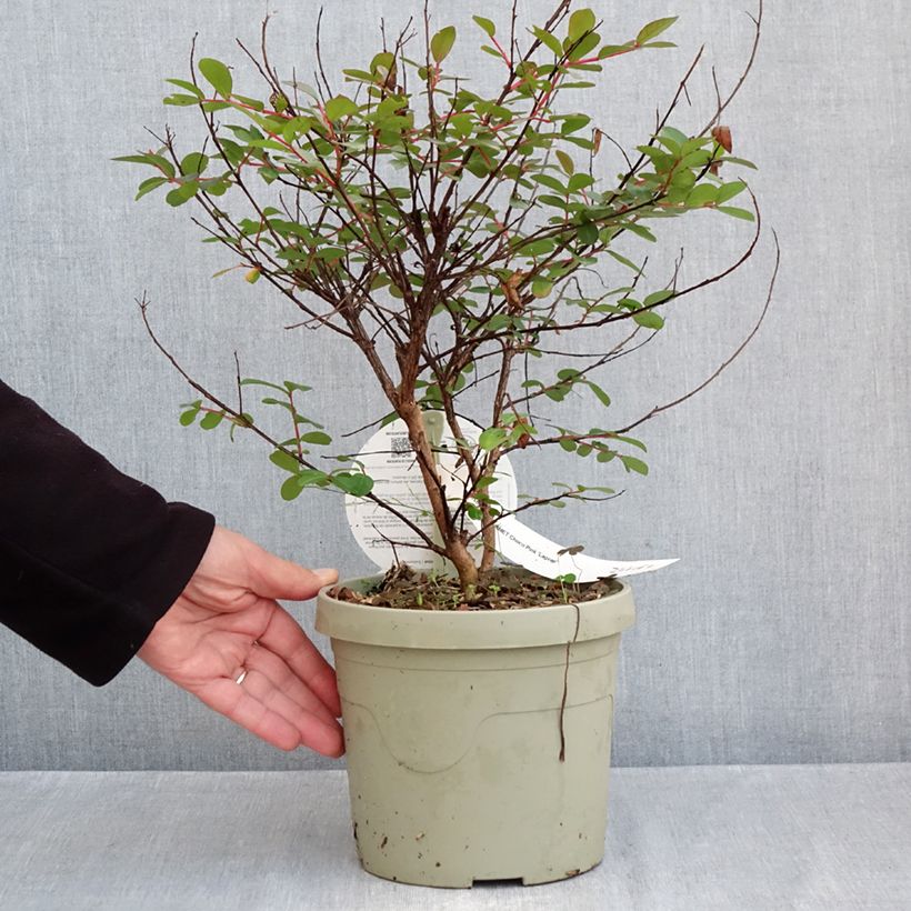 Amostra de Árvore-de-júpiter Gourmet Choco Pink - Lagerstroemia indica Vaso de 4 L/5 L tal como entregue no outono
