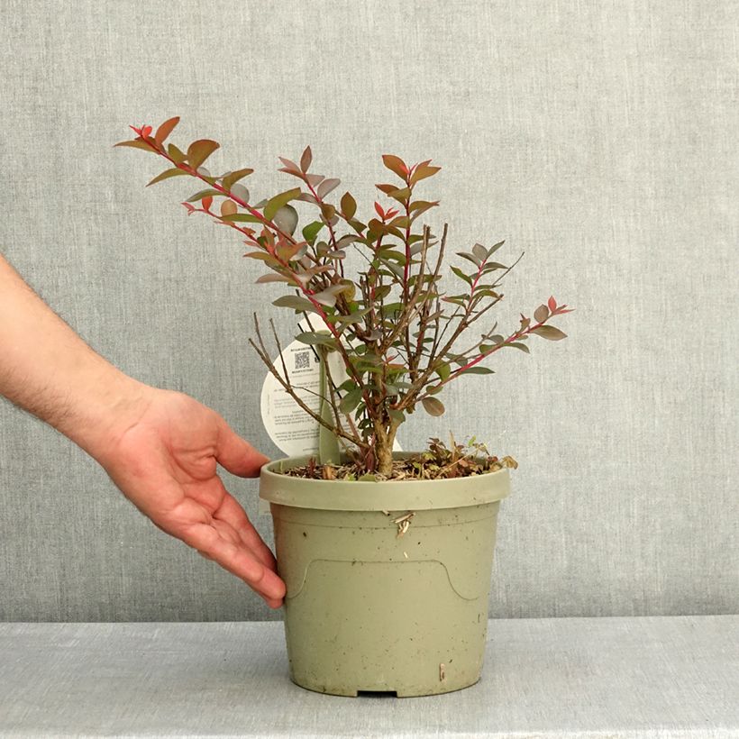 Amostra de Árvore-de-júpiter Gourmet Choco Pink - Lagerstroemia indica Vaso de 4 L/5 L tal como entregue na primavera