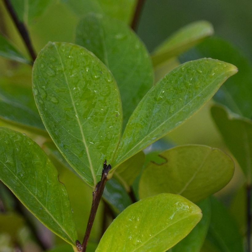 Árvore-de-júpiter Kimono - Lagerstroemia indica (Folhagem)