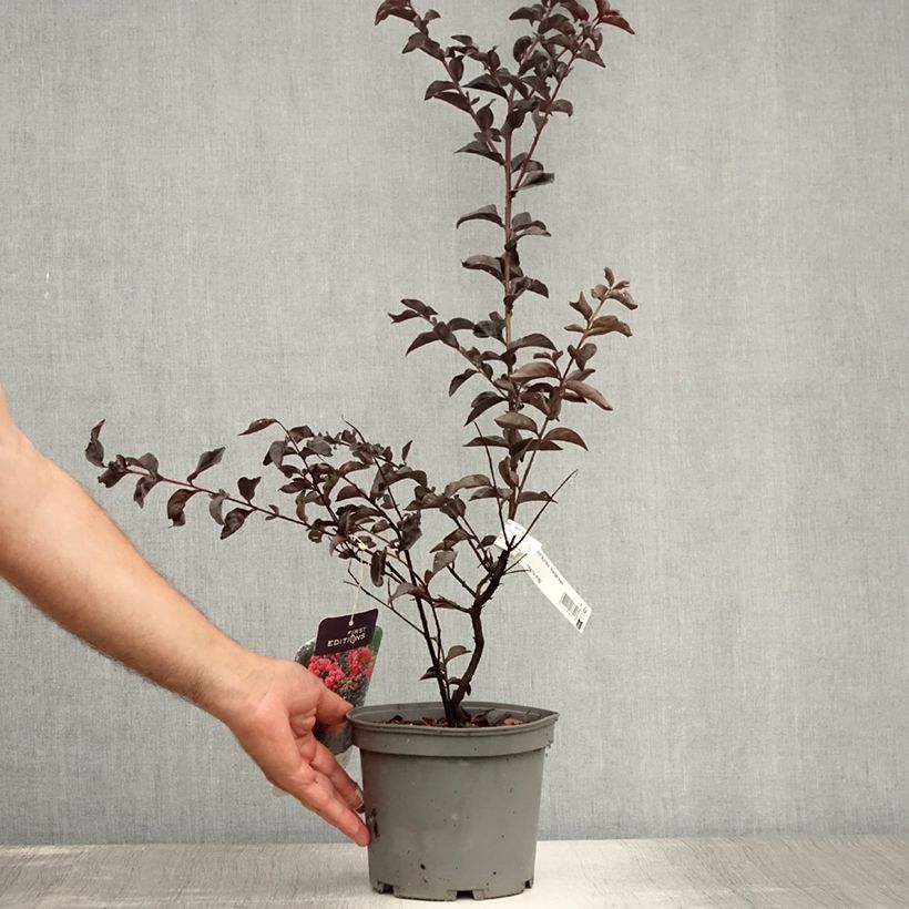 Amostra de Árvore-de-júpiter Midnight Magic - Lagerstroemia indica Vaso de 3 L/4 L tal como entregue no verão
