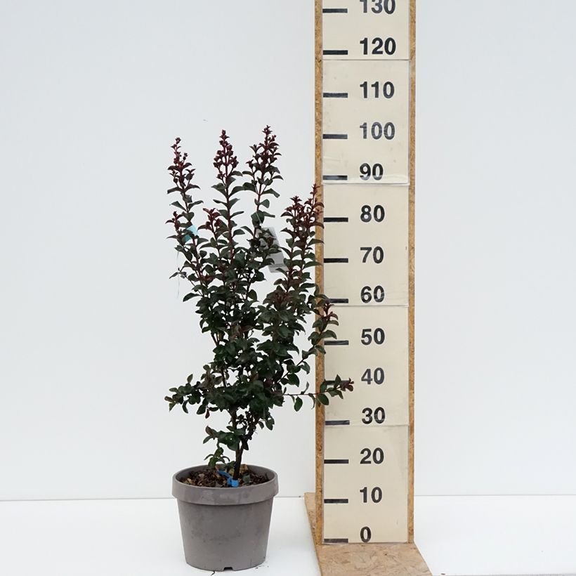 Amostra de Árvore-de-júpiter Rhapsody In Blue - Lagerstroemia indica Vaso de 7,5 L/10 L, Arbusto tal como entregue no verão