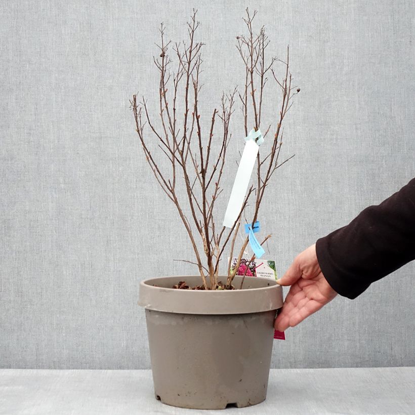 Amostra de Árvore-de-júpiter Rhapsody In Blue - Lagerstroemia indica Vaso de 7,5 L/10 L, Arbusto tal como entregue na primavera