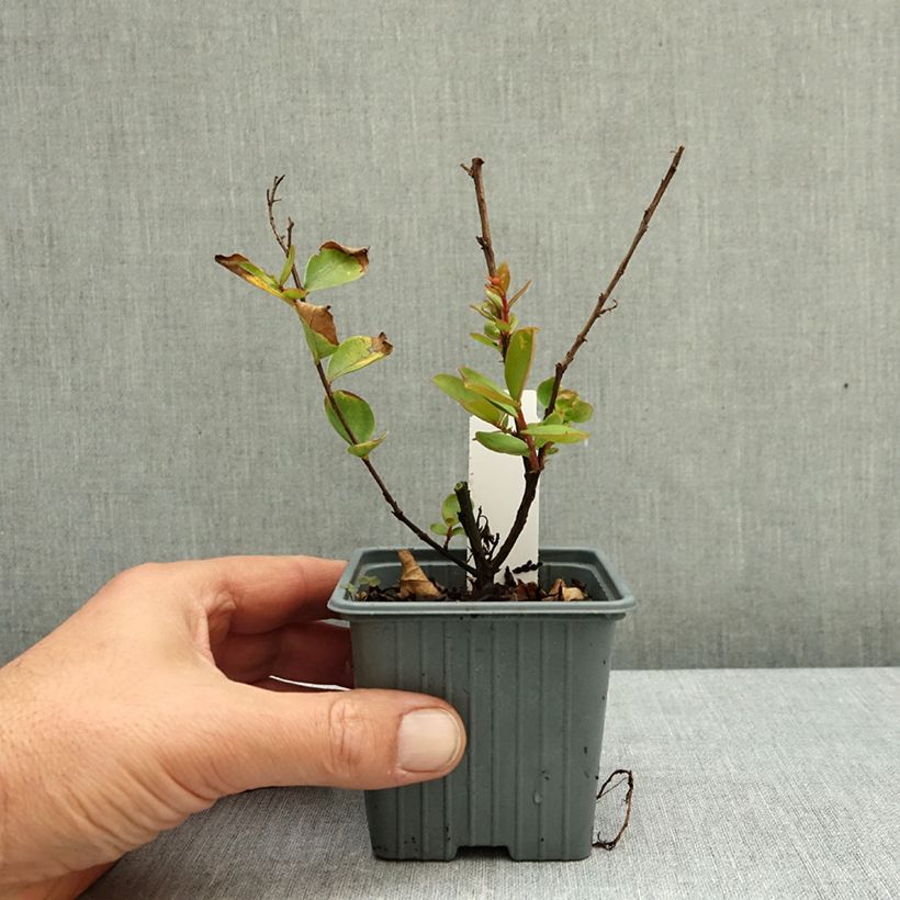 Amostra de Árvore-de-júpiter Virgin With Love - Lagerstroemia indica Vaso de 8/9 cm tal como entregue no outono