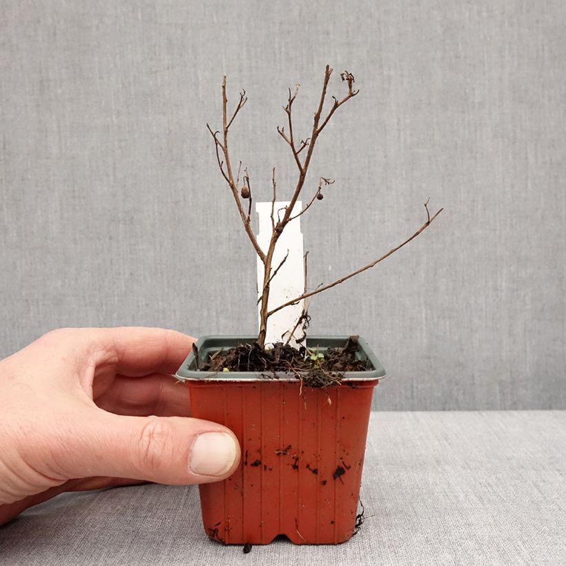 Amostra de Lilas des Indes - Lagerstroemia indica Virgin With Love Vaso de 8/9 cm tal como entregue no inverno