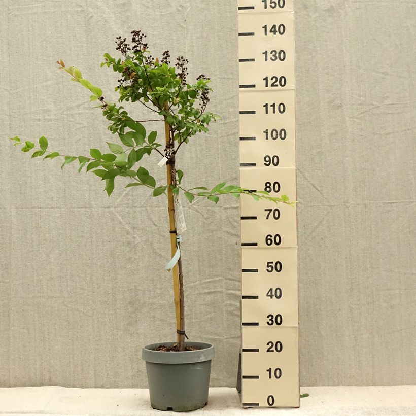 Amostra de Árvore-de-júpiter White Chocolate - Lagerstroemia indica Vaso de 7,5 L/10 L tal como entregue no verão