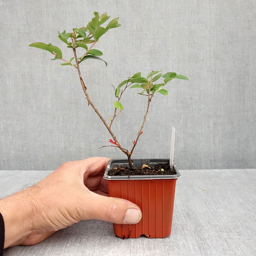 Amostra de Árvore-de-júpiter With Love Babe - Lagerstroemia indica Vaso de 8/9 cm tal como entregue no outono