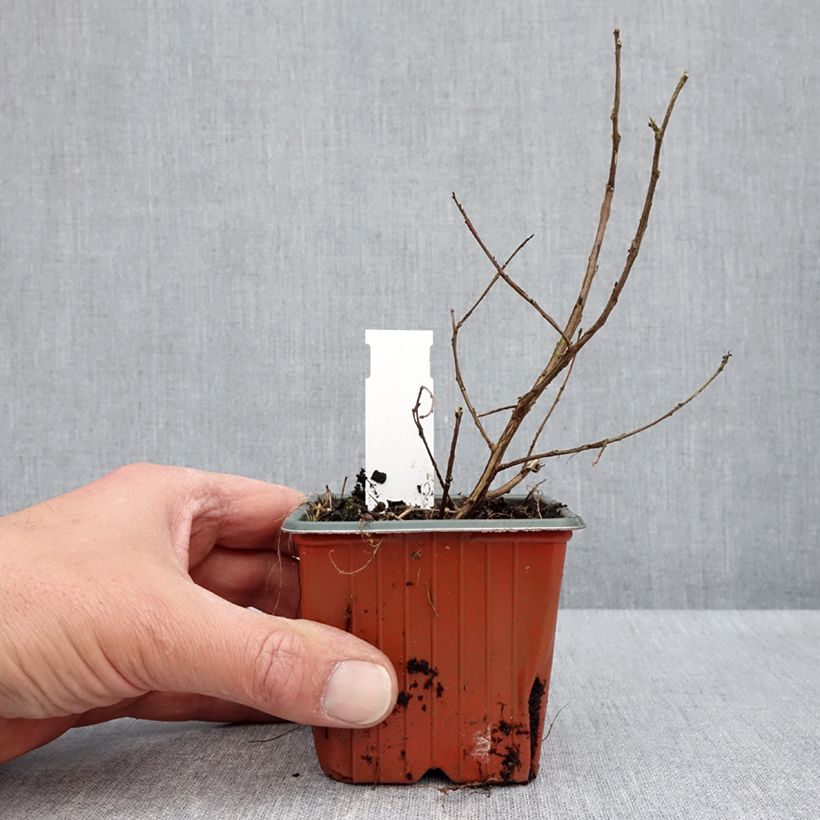 Amostra de Lilas des Indes 'With Love Babe' Vaso de 8/9 cm tal como entregue na primavera