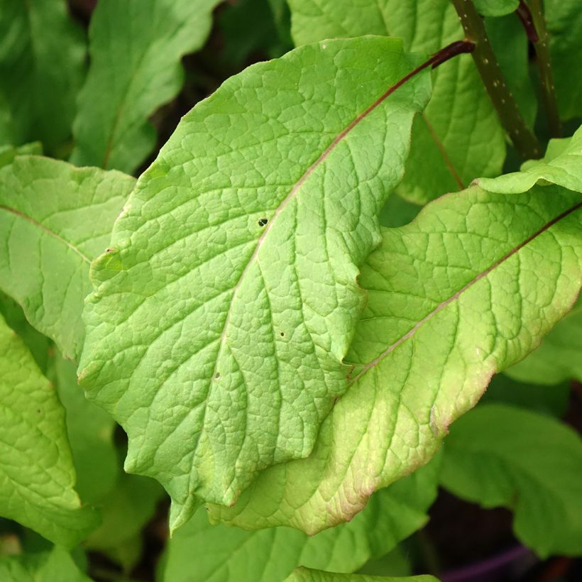 Syringa prestoniae Pinktini (Folhagem)