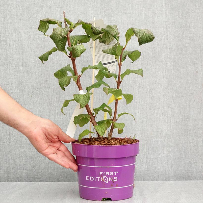 Amostra de Syringa prestoniae Pinktini Vaso de 3 L/4 L tal como entregue no outono