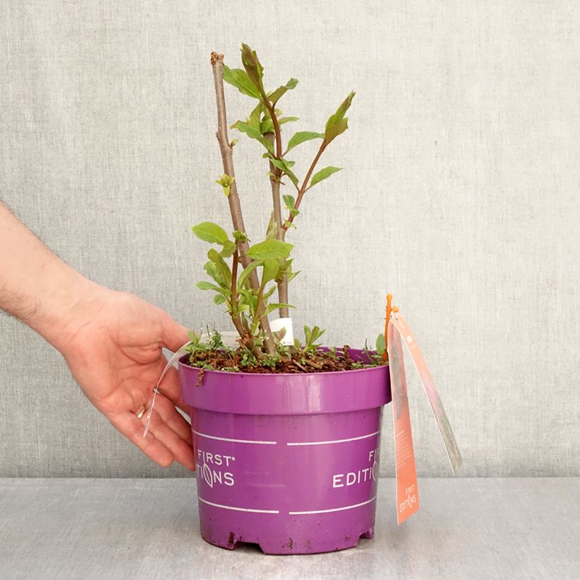 Amostra de Syringa prestoniae Pinktini Vaso de 3 L/4 L tal como entregue na primavera