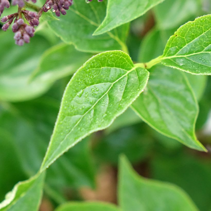 Syringa Baby Kim (Folhagem)