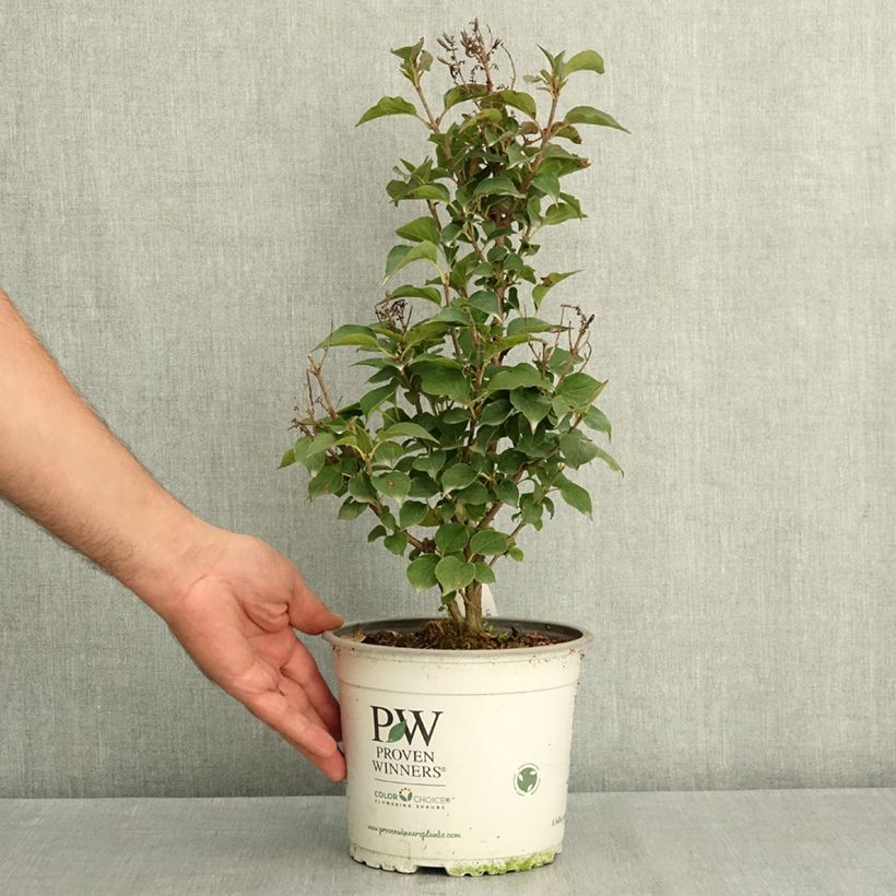Amostra de Syringa Baby Kim Vaso de 3 L/4 L tal como entregue no verão
