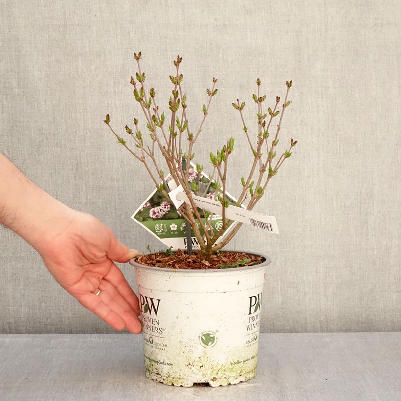 Amostra de Syringa Baby Kim Vaso de 3 L/4 L tal como entregue no inverno