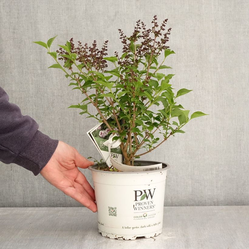Amostra de Syringa Baby Kim Vaso de 3 L/4 L tal como entregue na primavera