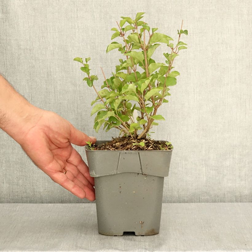 Amostra de Syringa meyeri Flowerfesta Pink Vaso de 2 L/3 L tal como entregue no verão