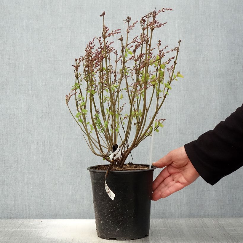 Amostra de Syringa meyeri Flowerfesta Pink Vaso de 3 L/4 L tal como entregue na primavera