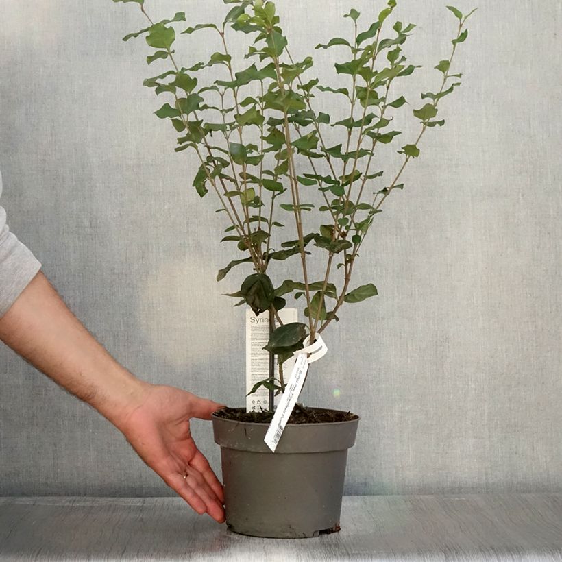 Amostra de Lilas nain - Syringa meyeri Flowerfesta Purple Pot de 3L/4L tal como entregue no outono