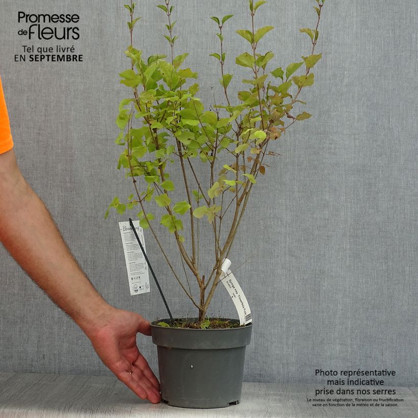 Amostra de Syringa meyeri Flowerfesta Purple Vaso de 3 L/4 L tal como entregue no verão