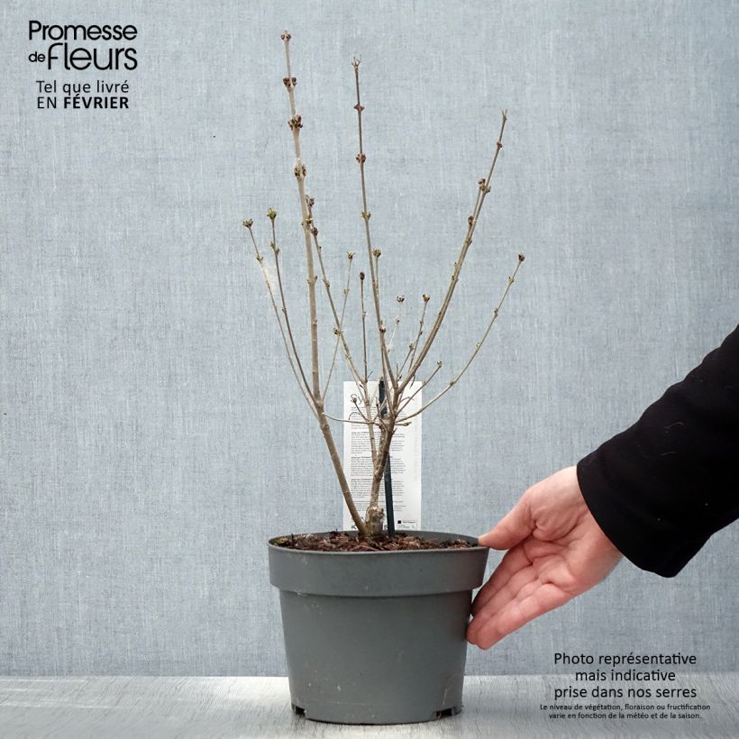 Amostra de Lilas nain - Syringa meyeri Flowerfesta Purple Vaso de 3 L/4 L tal como entregue no inverno