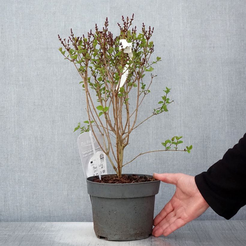 Amostra de Syringa meyeri Flowerfesta Purple Vaso de 3 L/4 L tal como entregue na primavera