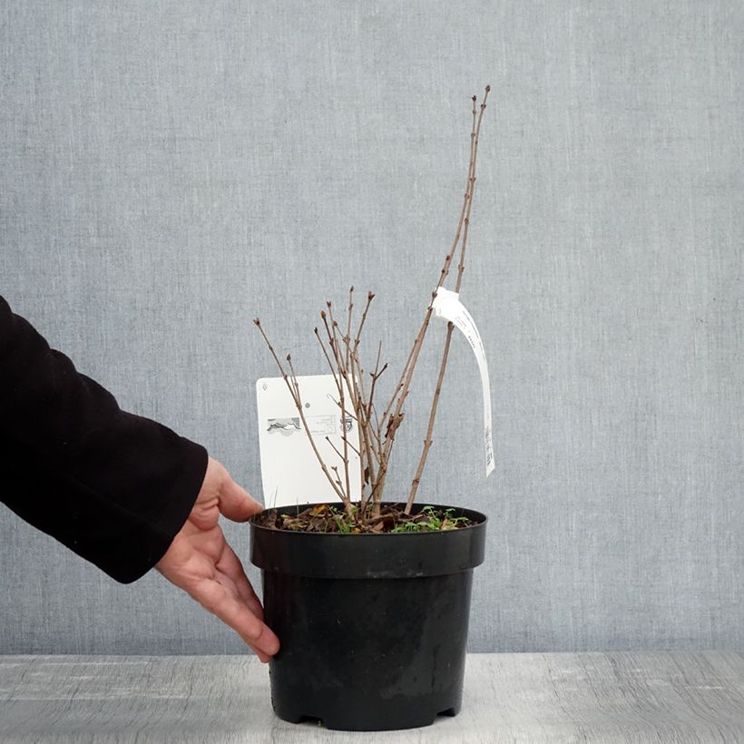 Amostra de Syringa meyeri Flowerfesta White Vaso de 3 L/4 L tal como entregue no outono