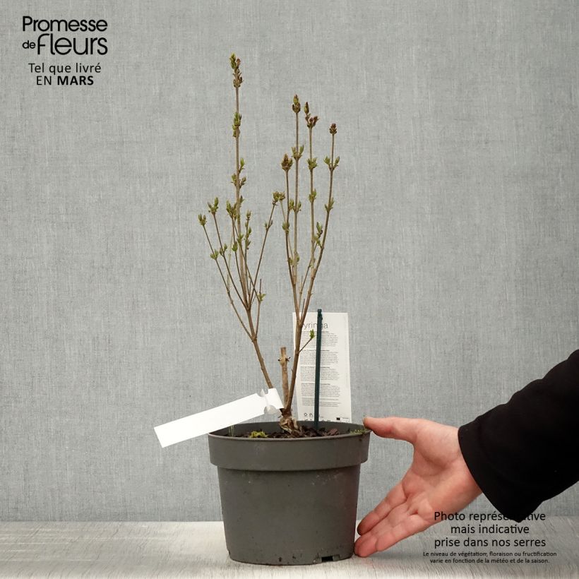 Amostra de Syringa meyeri Flowerfesta White Vaso de 3 L/4 L tal como entregue na primavera