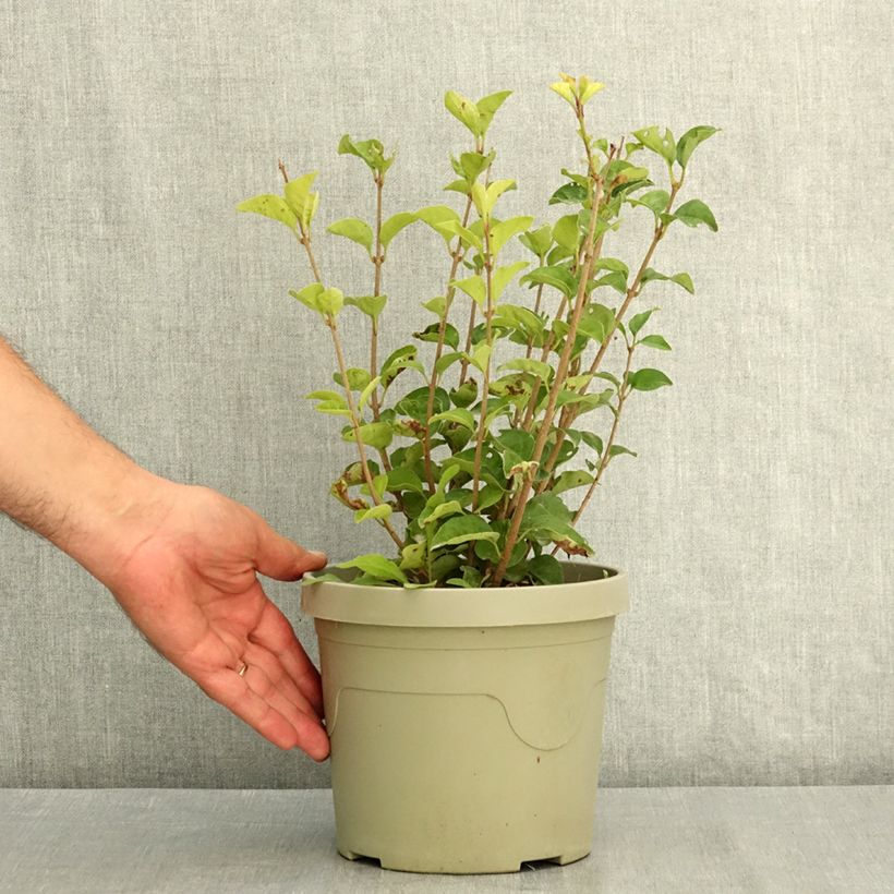 Amostra de Syringa meyeri Little Rosie Vaso de 3 L/4 L tal como entregue no verão