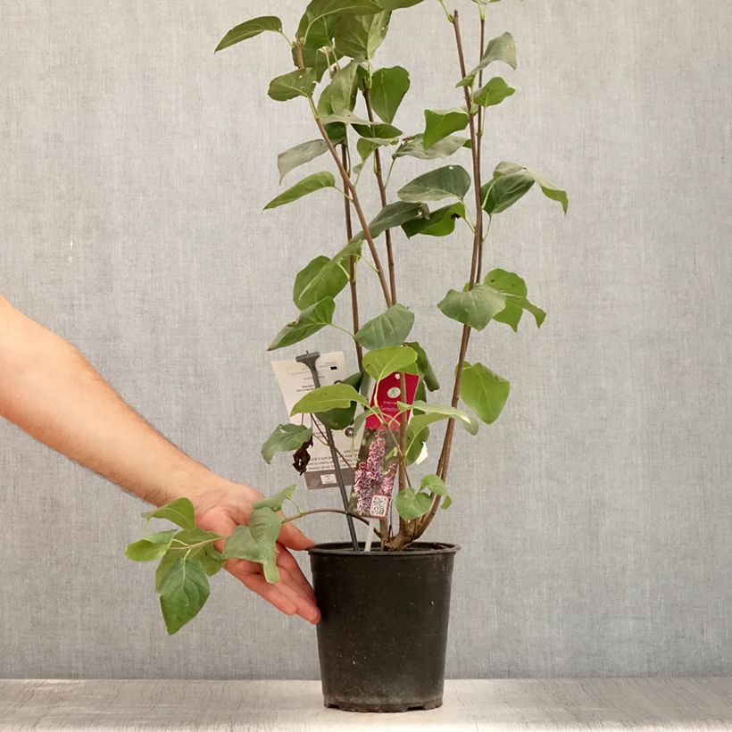 Amostra de Syringa vulgaris Sensation Vaso de 3 L/4 L, Arbusto tal como entregue no verão