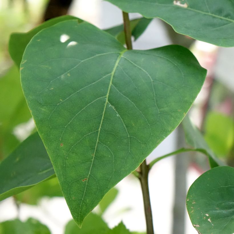 Syringa vulgaris Sensation (Folhagem)