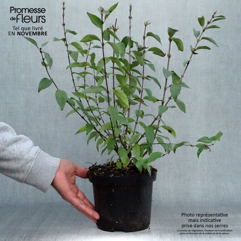 Amostra de Syringa chinensis Saugeana Vaso de 2 L/3 L tal como entregue no outono