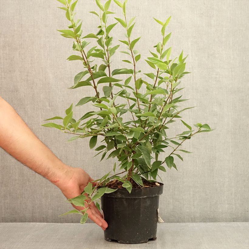 Amostra de Syringa chinensis Saugeana Vaso de 2 L/3 L tal como entregue no verão