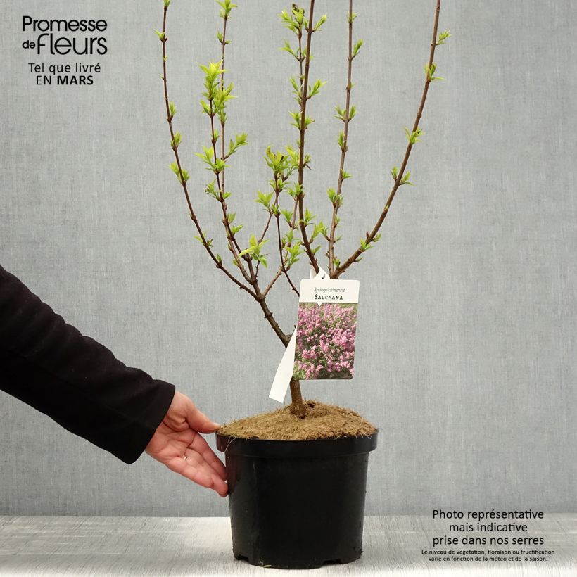 Amostra de Syringa chinensis Saugeana Vaso de 2 L/3 L tal como entregue na primavera