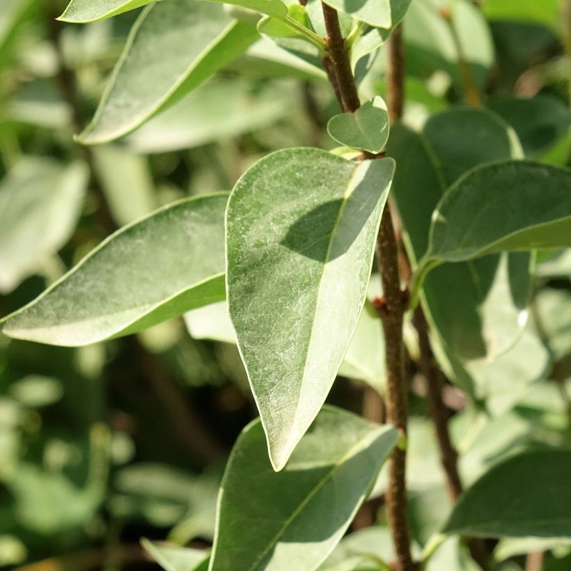 Syringa chinensis Saugeana (Folhagem)