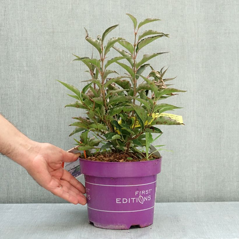 Amostra de Syringa Little Lady Vaso de 3 L/4 L tal como entregue no verão