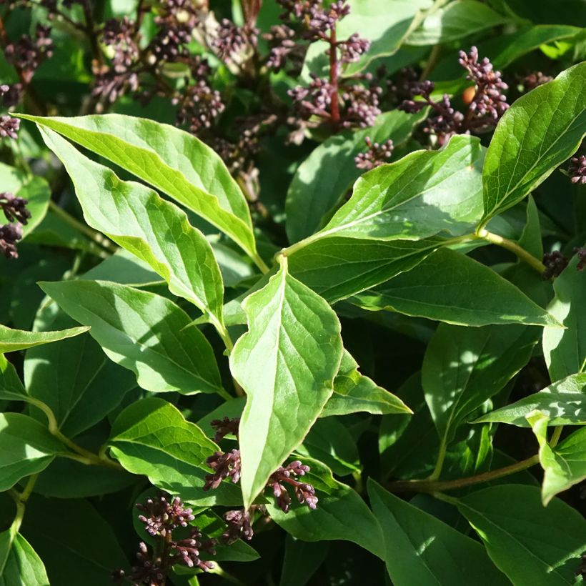 Syringa Little Lady (Folhagem)