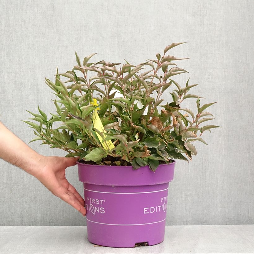 Amostra de Syringa Little Lady Vaso de 7,5 L/10 L tal como entregue no outono