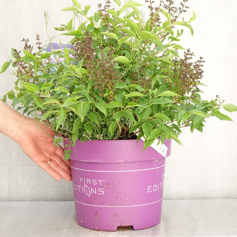 Amostra de Syringa Little Lady Vaso de 7,5 L/10 L tal como entregue na primavera