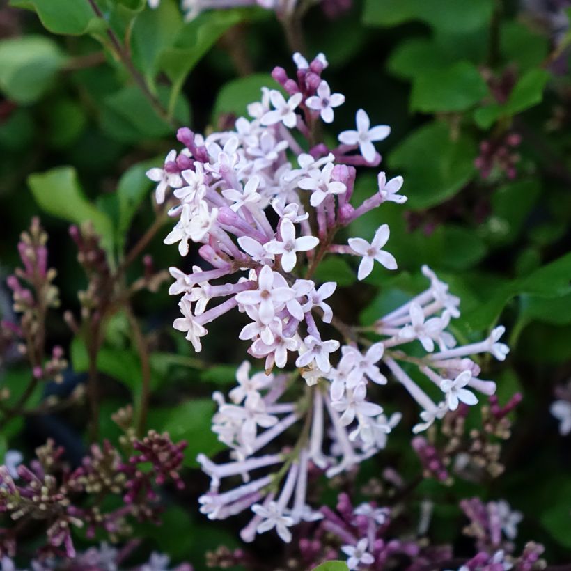Syringa meyeri Palibin (Floração)