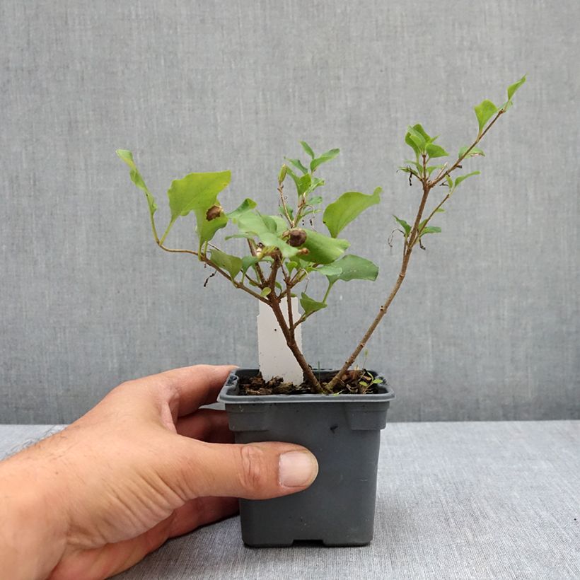 Amostra de Syringa meyeri Palibin Vaso de 8/9 cm tal como entregue no verão