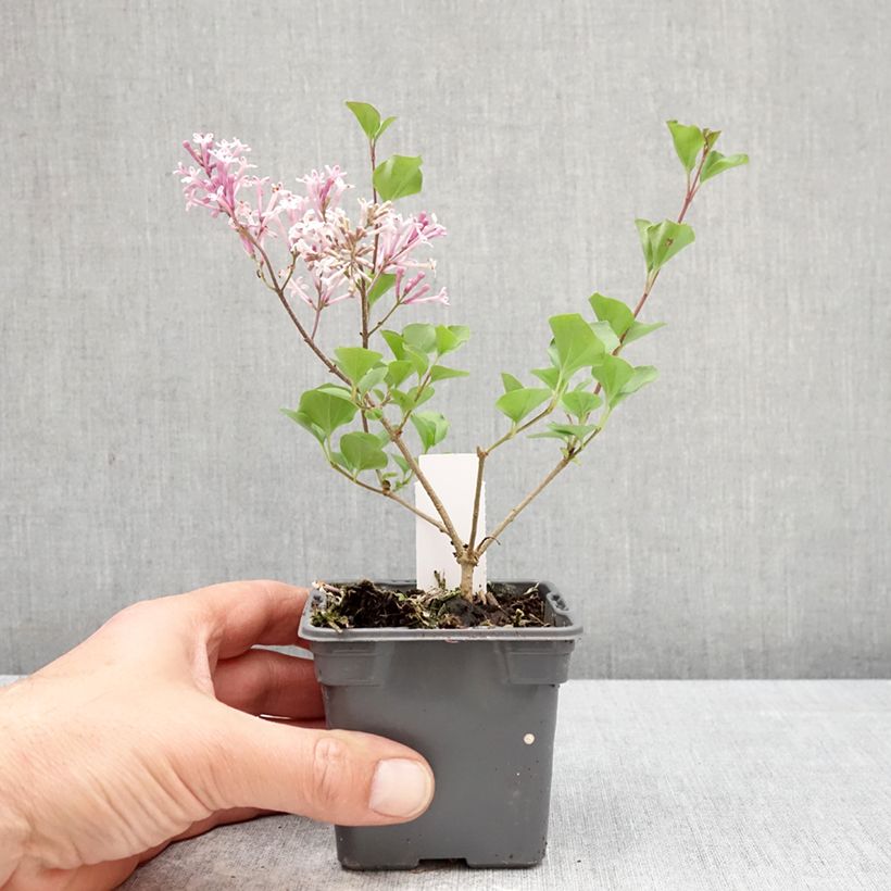 Amostra de Syringa meyeri Palibin Vaso de 8/9 cm tal como entregue na primavera