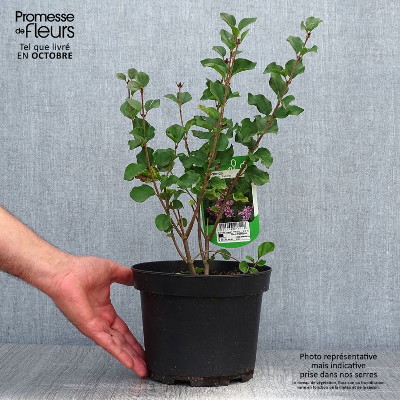 Amostra de Syringa meyeri Palibin Vaso de 2 L/3 L tal como entregue no outono