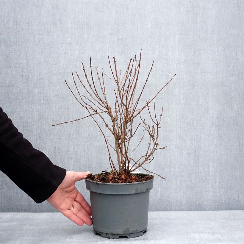 Amostra de Lilas - Syringa protolaciniata Kabul Pot de 3L/4L tal como entregue no inverno