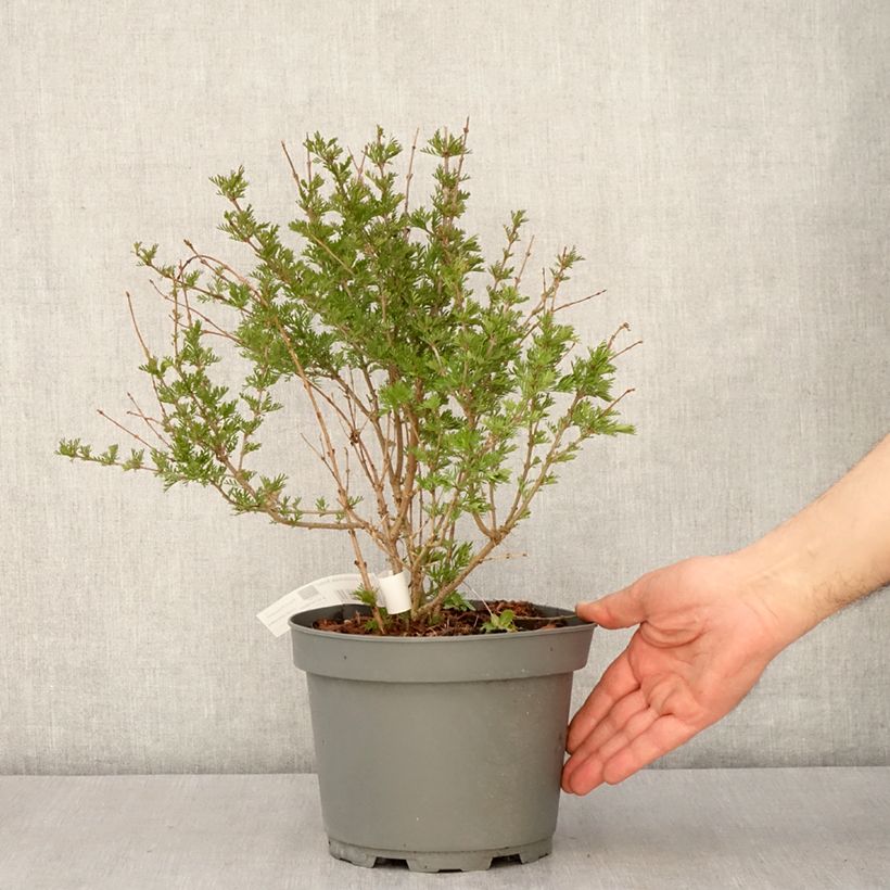 Amostra de Syringa protolaciniata Kabul Vaso de 3 L/4 L tal como entregue na primavera