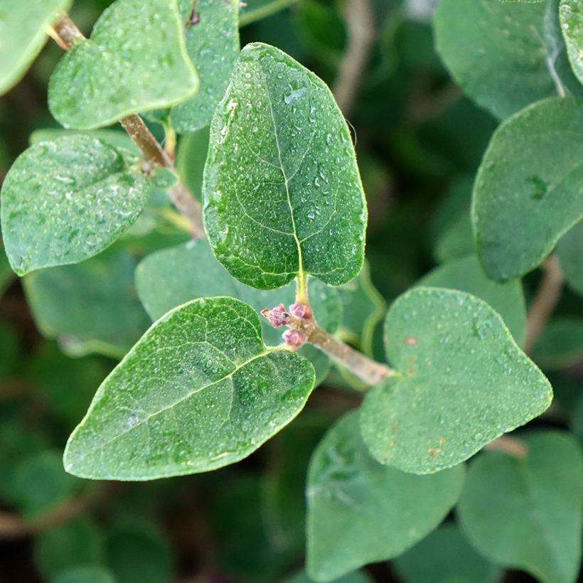 Syringa Tinkerbelle (Folhagem)