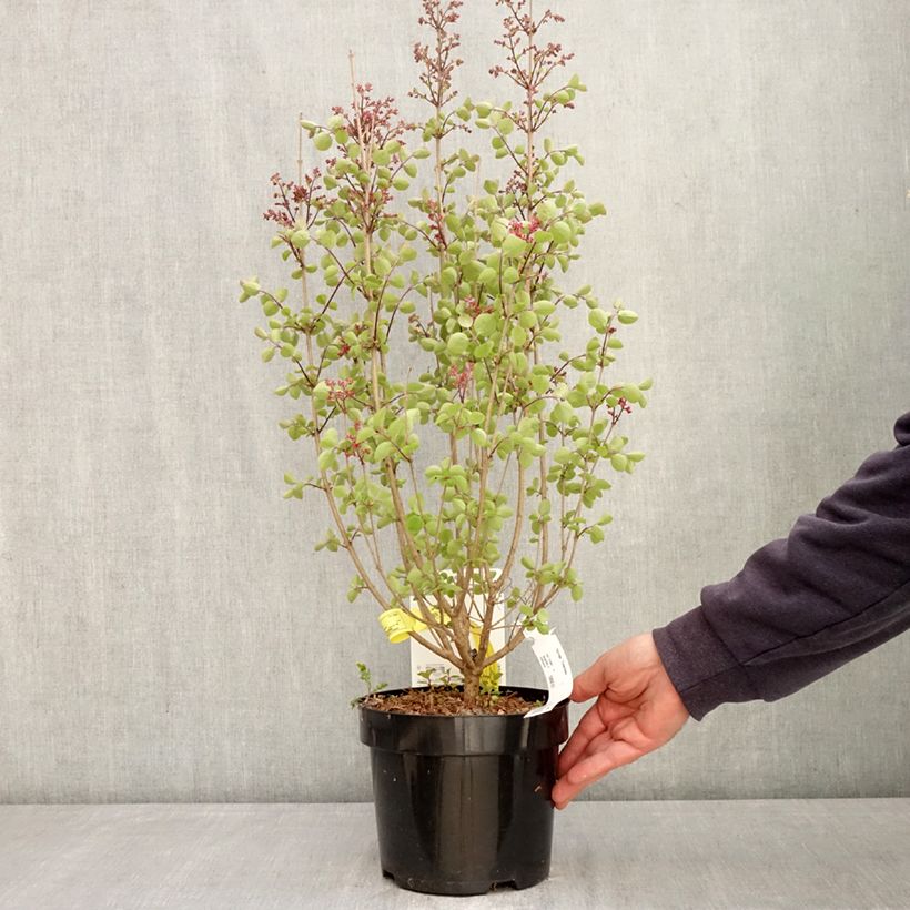 Amostra de Syringa Tinkerbelle Vaso de 2 L/3 L tal como entregue na primavera