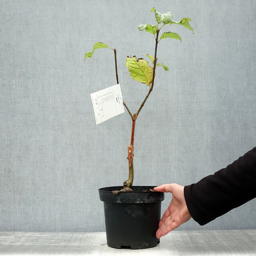 Amostra de Syringa villosa Aurea Vaso de 4 L/5 L tal como entregue no outono