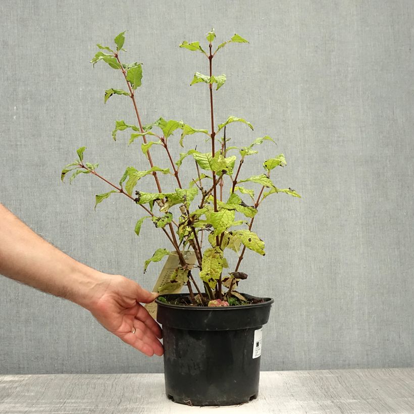 Amostra de Syringa villosa Aurea Vaso de 4 L/5 L tal como entregue no verão